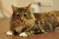 Dumny Kot*PL, Norwegian Forest Cat and Russian Blue cattery