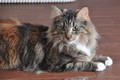 Dumny Kot*PL, Norwegian Forest Cat and Russian Blue cattery