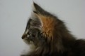 Dumny Kot*PL, Norwegian Forest Cat and Russian Blue cattery