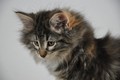 Dumny Kot*PL, Norwegian Forest Cat and Russian Blue cattery