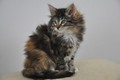 Dumny Kot*PL, Norwegian Forest Cat and Russian Blue cattery