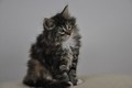 Dumny Kot*PL, Norwegian Forest Cat and Russian Blue cattery