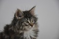 Dumny Kot*PL, Norwegian Forest Cat and Russian Blue cattery