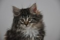 Dumny Kot*PL, Norwegian Forest Cat and Russian Blue cattery