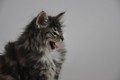 Dumny Kot*PL, Norwegian Forest Cat and Russian Blue cattery