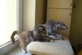 Dumny Kot*PL, Norwegian Forest Cat and Russian Blue cattery