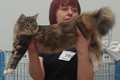 Dumny Kot*PL, Norwegian Forest Cat and Russian Blue cattery