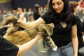 Dumny Kot*PL, Norwegian Forest Cat and Russian Blue cattery