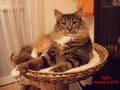 Dumny Kot*PL, Norwegian Forest Cat and Russian Blue cattery