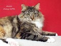 Dumny Kot*PL, Norwegian Forest Cat and Russian Blue cattery