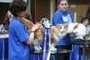 Dumny Kot*PL, Norwegian Forest Cat and Russian Blue cattery