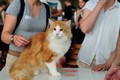 Dumny Kot*PL, Norwegian Forest Cat and Russian Blue cattery