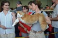 Dumny Kot*PL, Norwegian Forest Cat and Russian Blue cattery