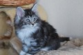 Dumny Kot*PL, Norwegian Forest Cat and Russian Blue cattery