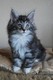 Dumny Kot*PL, Norwegian Forest Cat and Russian Blue cattery