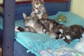 Dumny Kot*PL, Norwegian Forest Cat and Russian Blue cattery