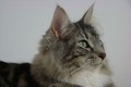 Dumny Kot*PL, Norwegian Forest Cat and Russian Blue cattery