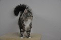 Dumny Kot*PL, Norwegian Forest Cat and Russian Blue cattery