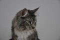 Dumny Kot*PL, Norwegian Forest Cat and Russian Blue cattery