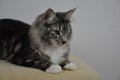 Dumny Kot*PL, Norwegian Forest Cat and Russian Blue cattery