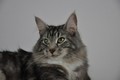 Dumny Kot*PL, Norwegian Forest Cat and Russian Blue cattery