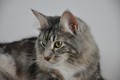 Dumny Kot*PL, Norwegian Forest Cat and Russian Blue cattery