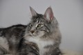 Dumny Kot*PL, Norwegian Forest Cat and Russian Blue cattery