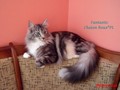 Dumny Kot*PL, Norwegian Forest Cat and Russian Blue cattery