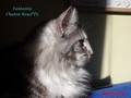 Dumny Kot*PL, Norwegian Forest Cat and Russian Blue cattery