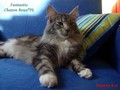 Dumny Kot*PL, Norwegian Forest Cat and Russian Blue cattery