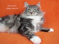 Dumny Kot*PL, Norwegian Forest Cat and Russian Blue cattery