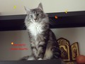 Dumny Kot*PL, Norwegian Forest Cat and Russian Blue cattery