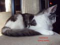 Dumny Kot*PL, Norwegian Forest Cat and Russian Blue cattery