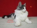 Dumny Kot*PL, Norwegian Forest Cat and Russian Blue cattery