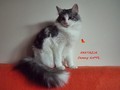 Dumny Kot*PL, Norwegian Forest Cat and Russian Blue cattery