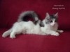 Dumny Kot*PL, Norwegian Forest Cat and Russian Blue cattery