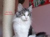 Dumny Kot*PL, Norwegian Forest Cat and Russian Blue cattery