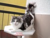 Dumny Kot*PL, Norwegian Forest Cat and Russian Blue cattery