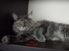 Dumny Kot*PL, Norwegian Forest Cat and Russian Blue cattery