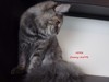 Dumny Kot*PL, Norwegian Forest Cat and Russian Blue cattery