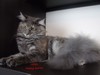 Dumny Kot*PL, Norwegian Forest Cat and Russian Blue cattery