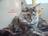 Dumny Kot*PL, Norwegian Forest Cat and Russian Blue cattery