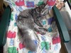 Dumny Kot*PL, Norwegian Forest Cat and Russian Blue cattery