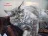 Dumny Kot*PL, Norwegian Forest Cat and Russian Blue cattery