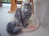 Dumny Kot*PL, Norwegian Forest Cat and Russian Blue cattery