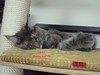 Dumny Kot*PL, Norwegian Forest Cat and Russian Blue cattery