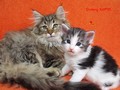 Dumny Kot*PL, Norwegian Forest Cat and Russian Blue cattery