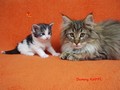 Dumny Kot*PL, Norwegian Forest Cat and Russian Blue cattery