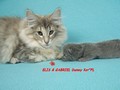 Dumny Kot*PL, Norwegian Forest Cat and Russian Blue cattery