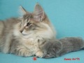 Dumny Kot*PL, Norwegian Forest Cat and Russian Blue cattery